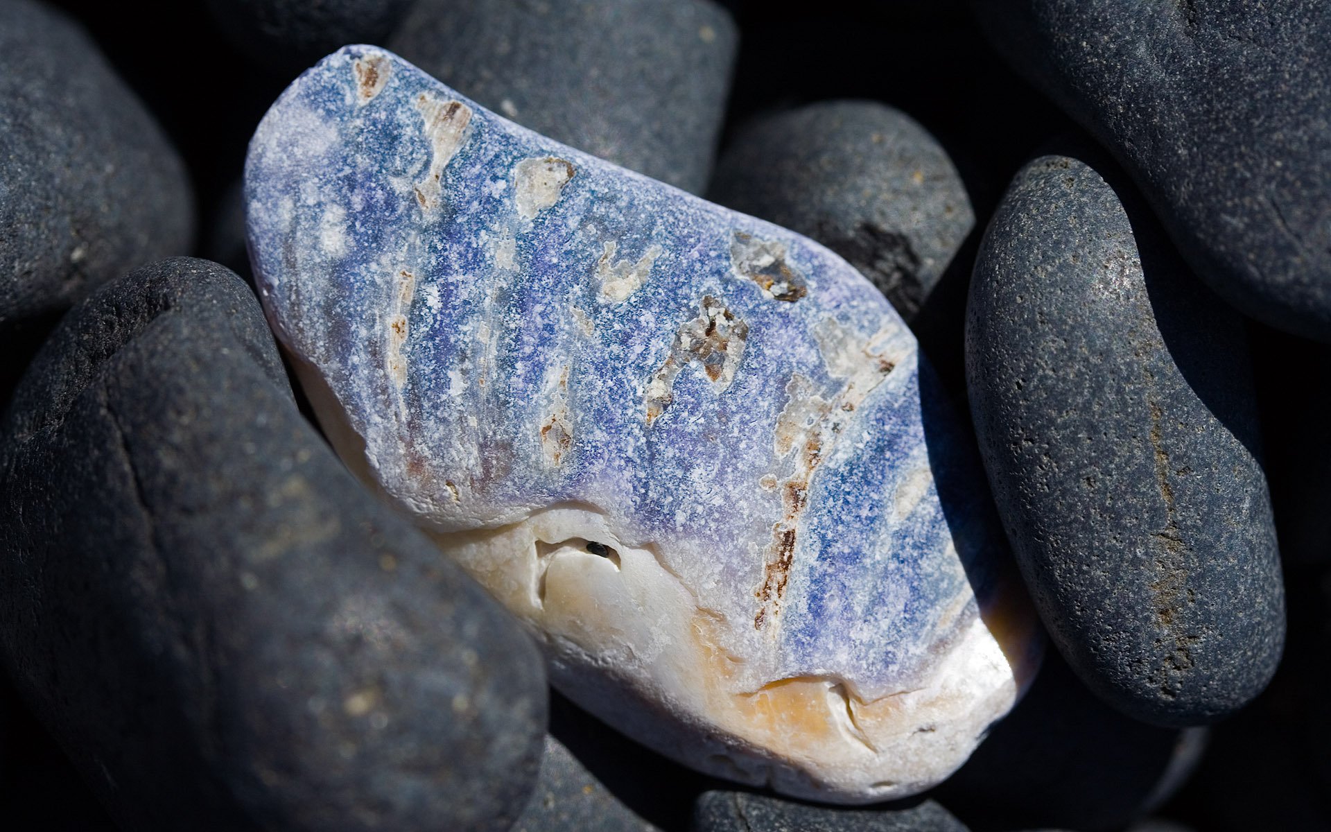 macro stone beach nature