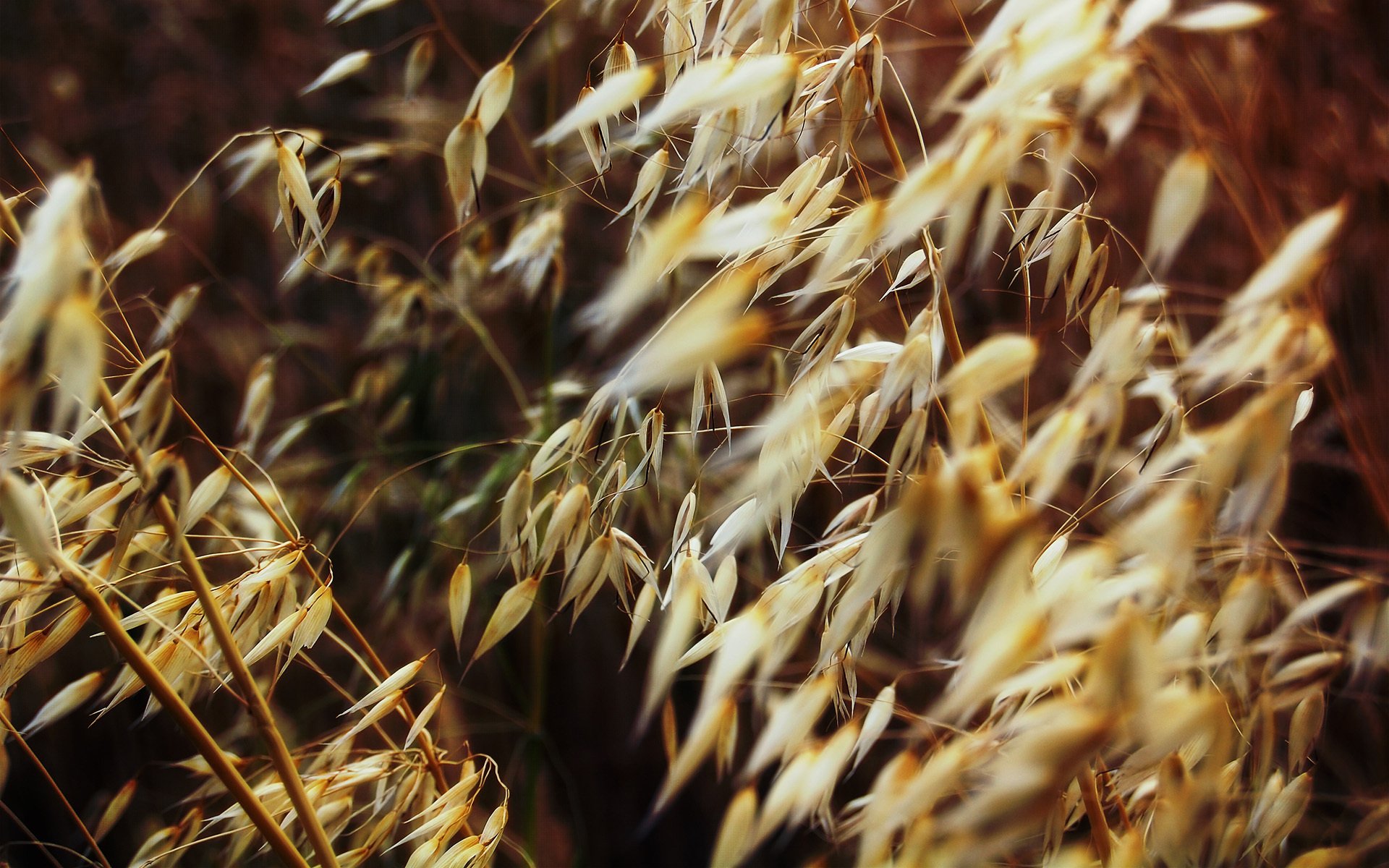 macro plantas seco hierba campo