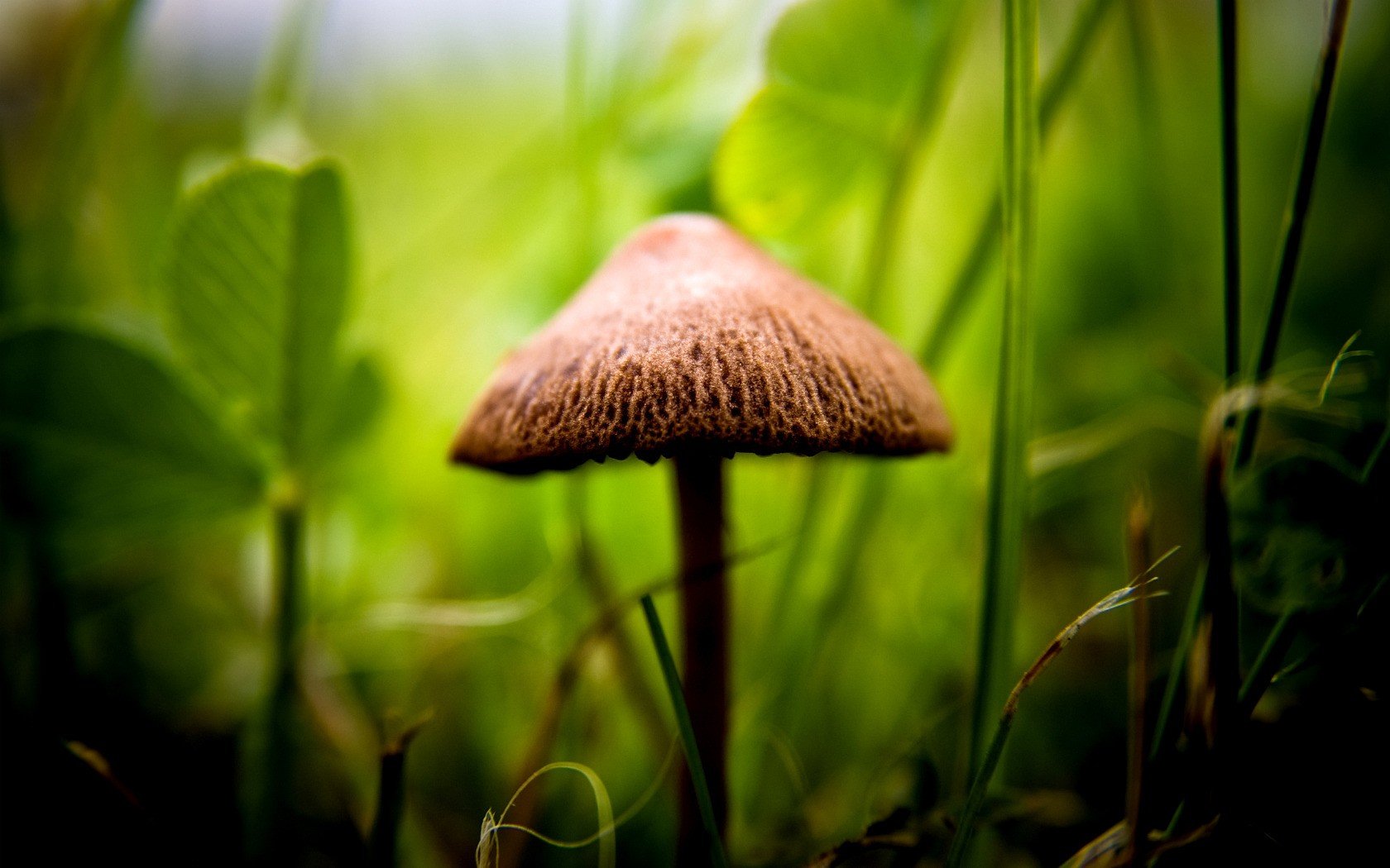 champignon verdure mise au point