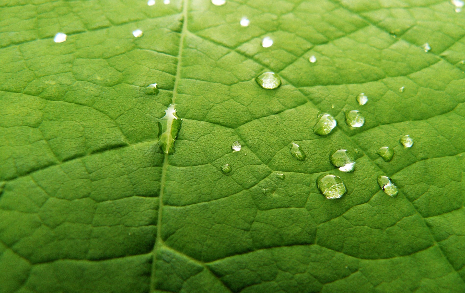 le corsage est vert gouttes feuille