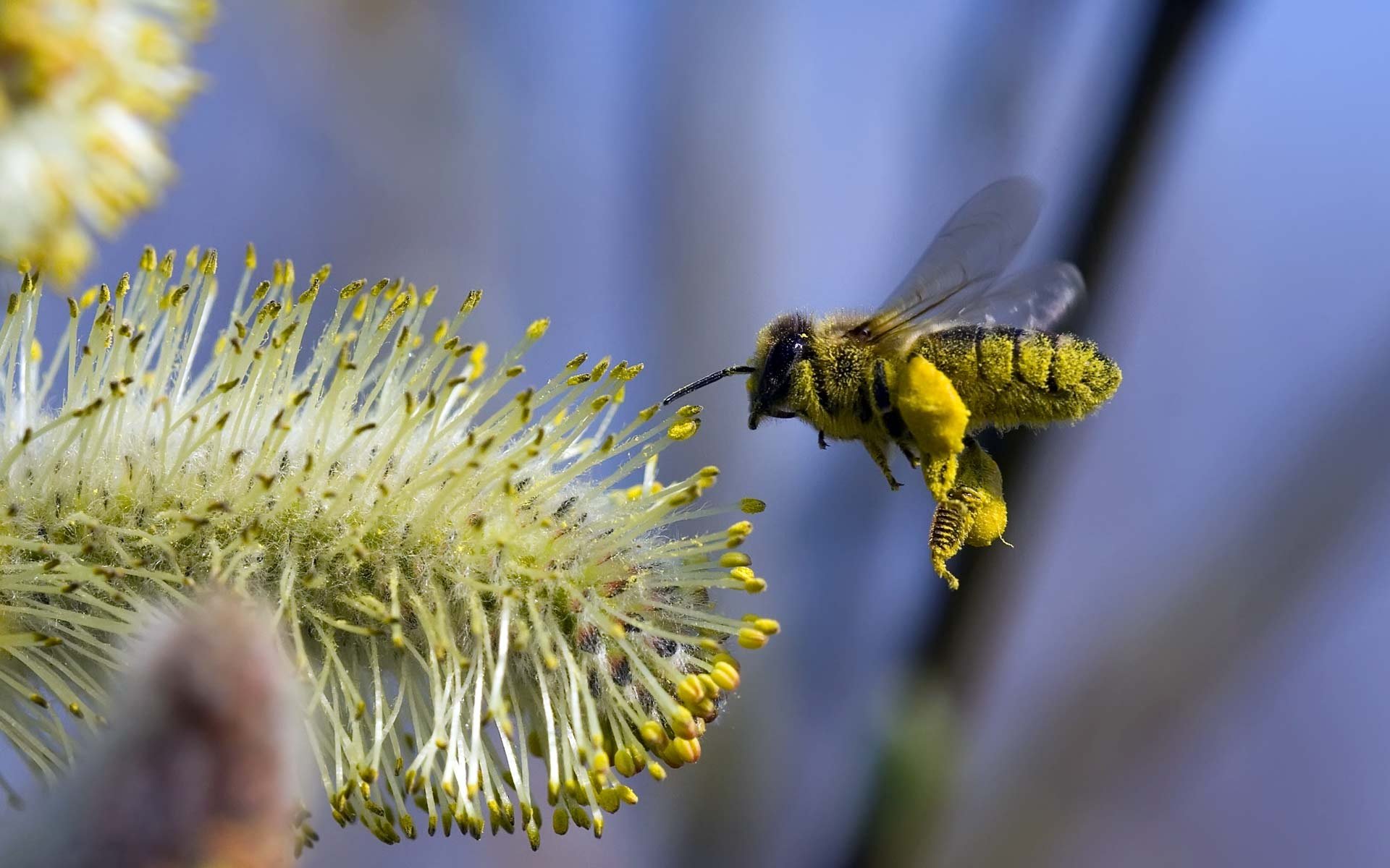 bee flower flight