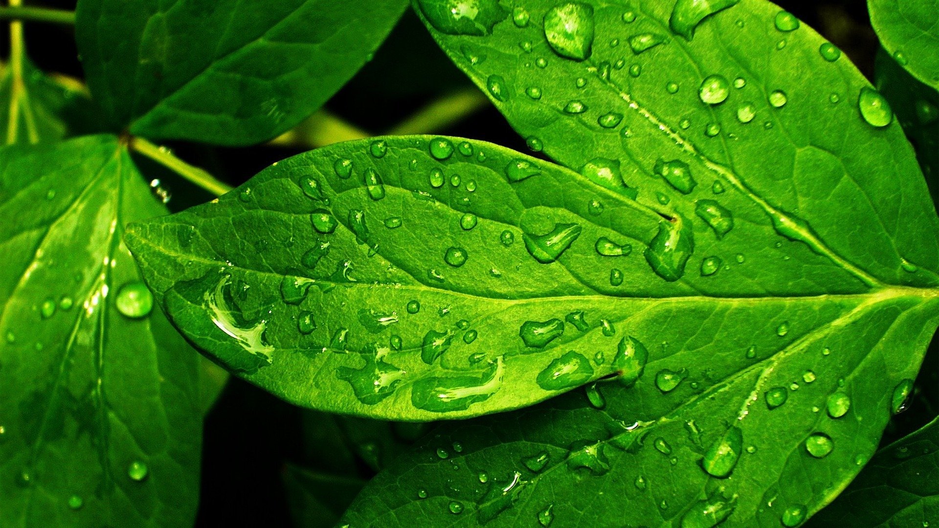 feuille verdure gouttes rosée