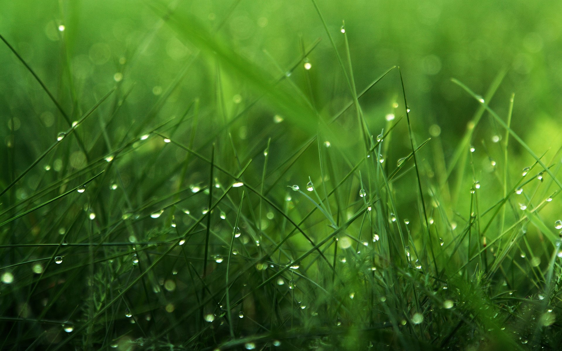 rosée verdure herbe gouttes