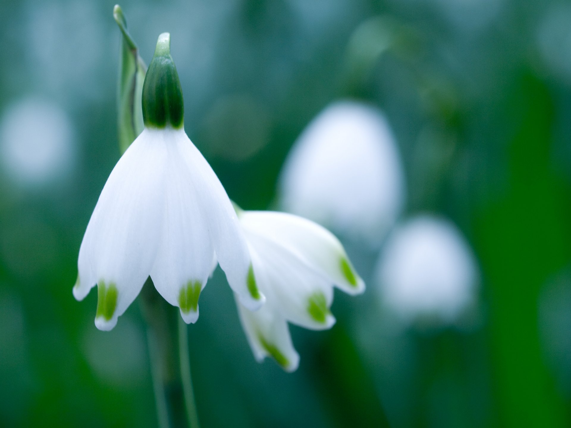 blanc fleur perce-neige verdure printemps gros plan