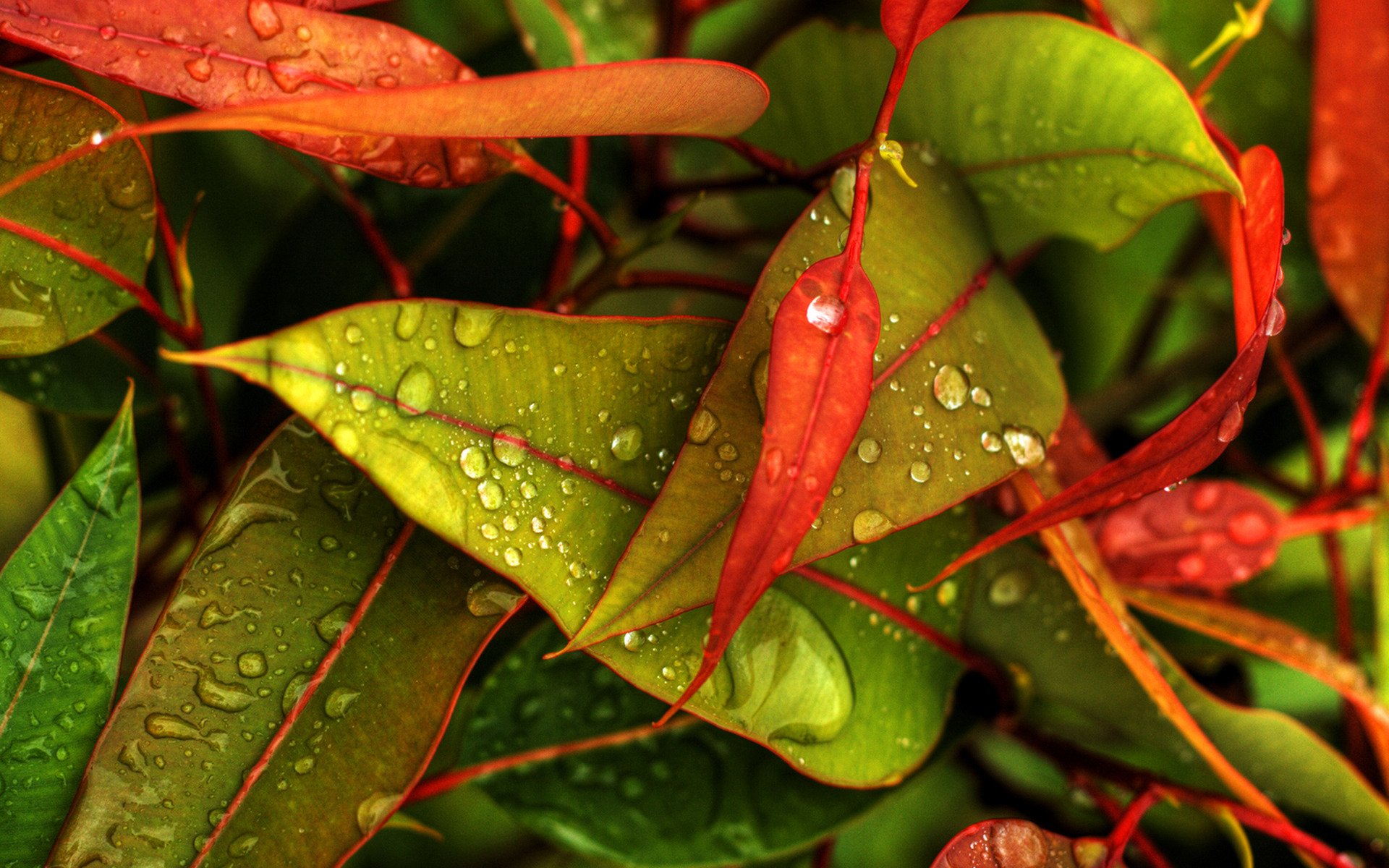 hojas gotas otoño