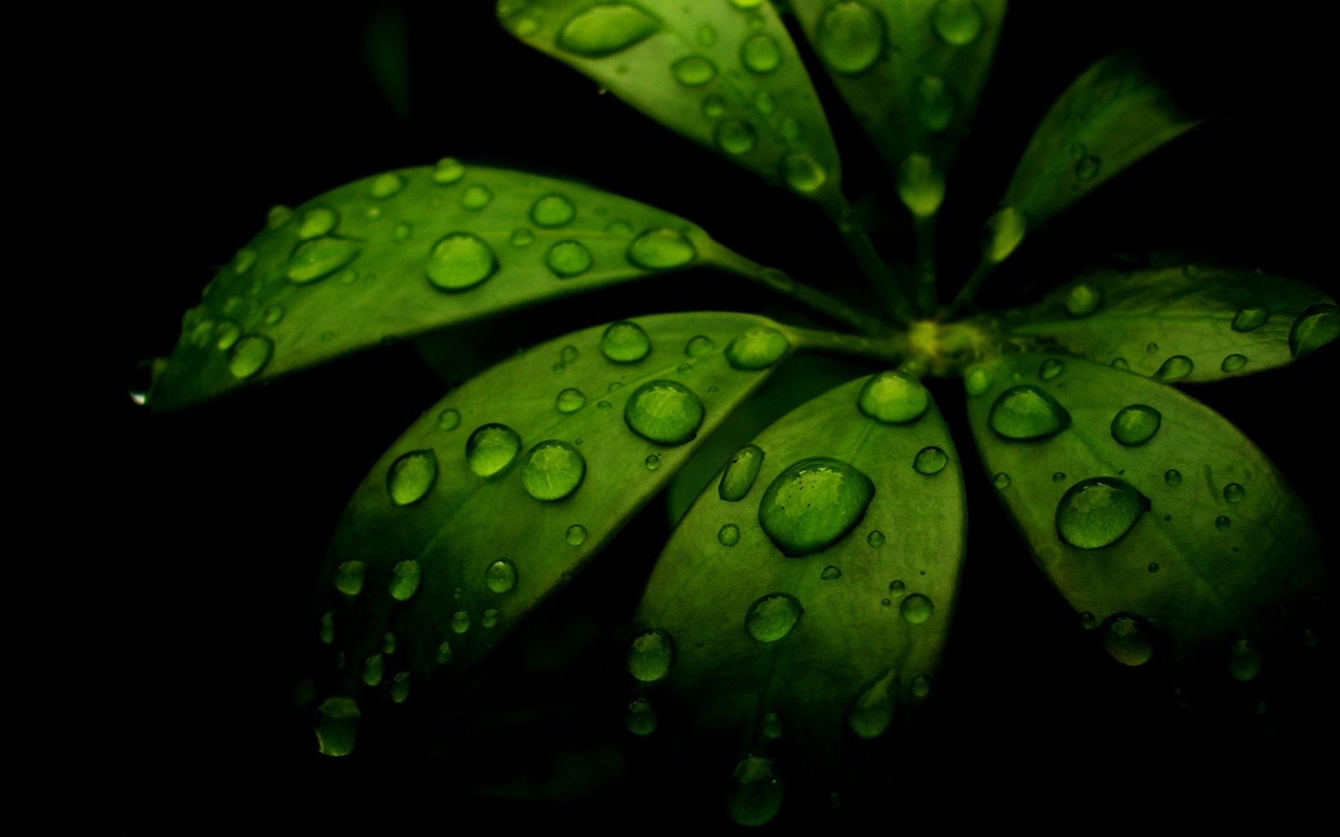 hoja sombreado gotas rocío