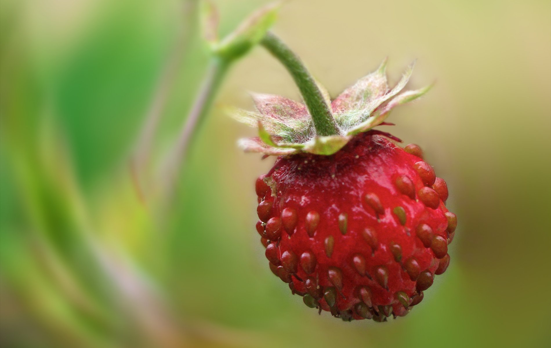 erdbeeren allein hängen