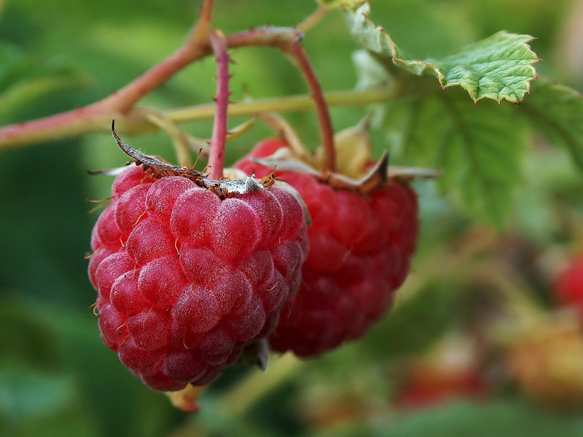 himbeere busch blätter beere