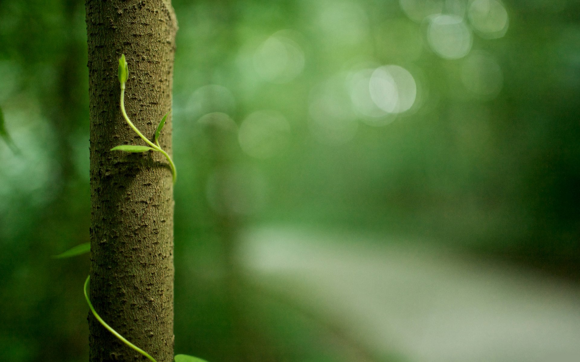 nature trees trunk foliage plants greenery life macro bark forest reserve trees green macro photo