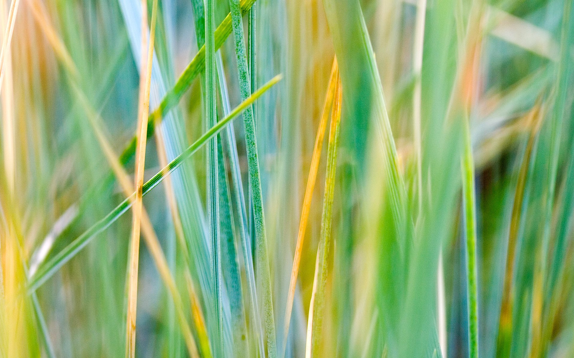 grass green multicolored autumn