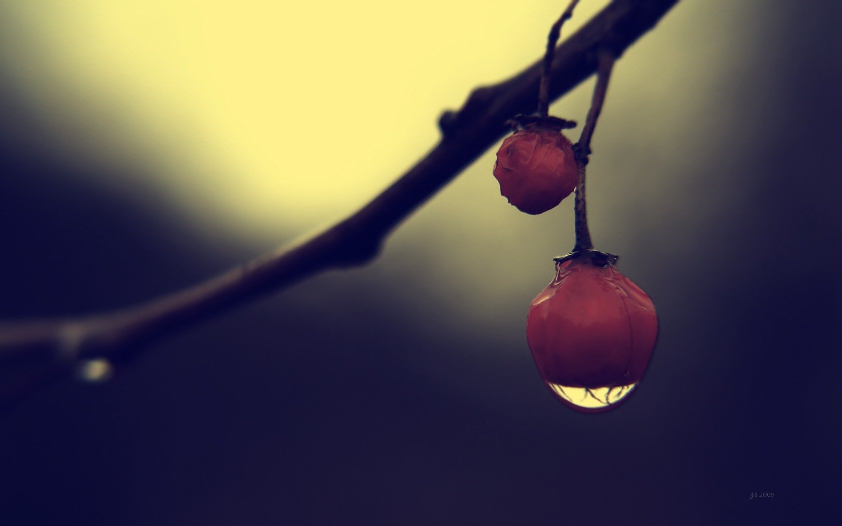 berry drop dark close up