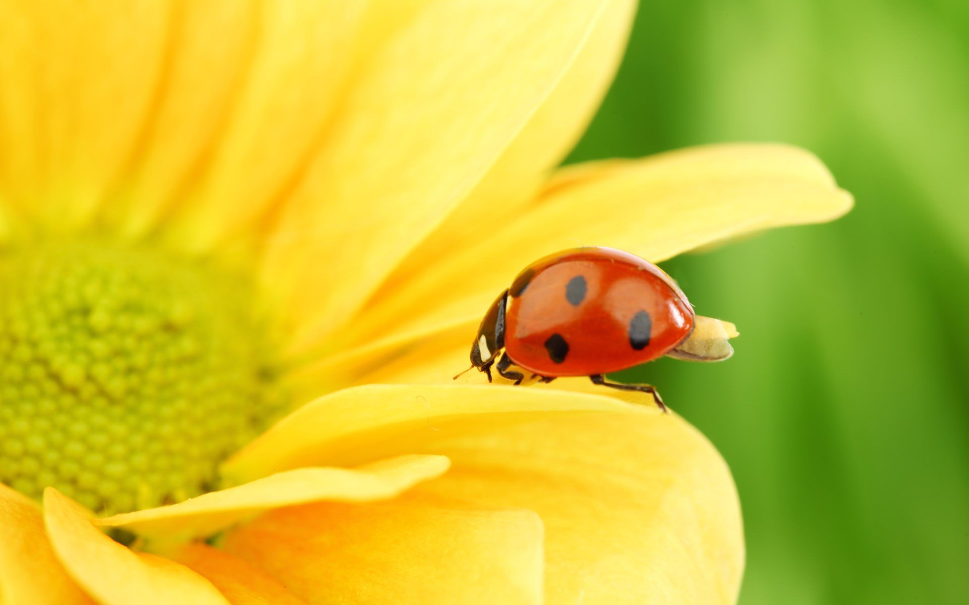 girasole natura macro