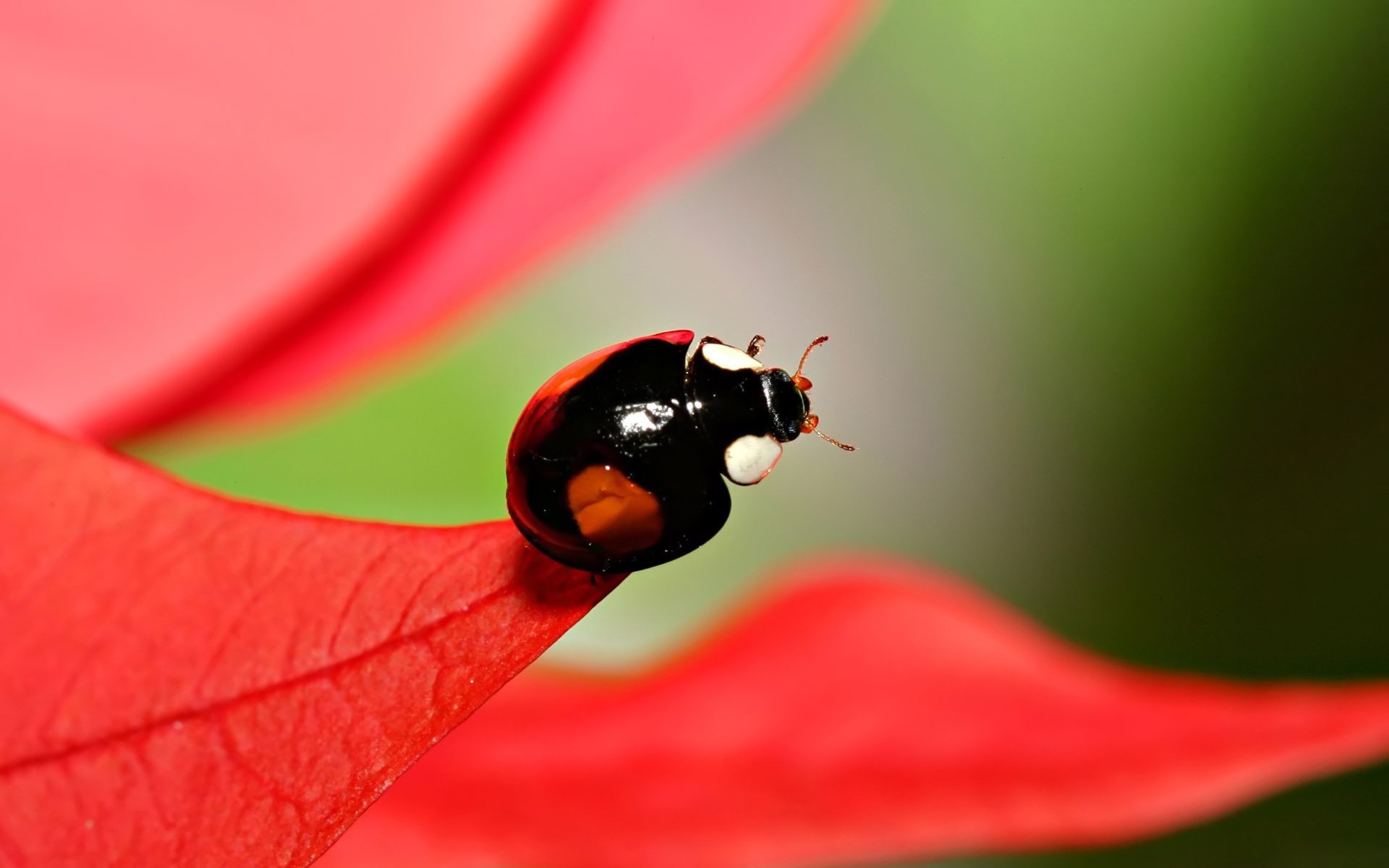 ladybug foliage blur