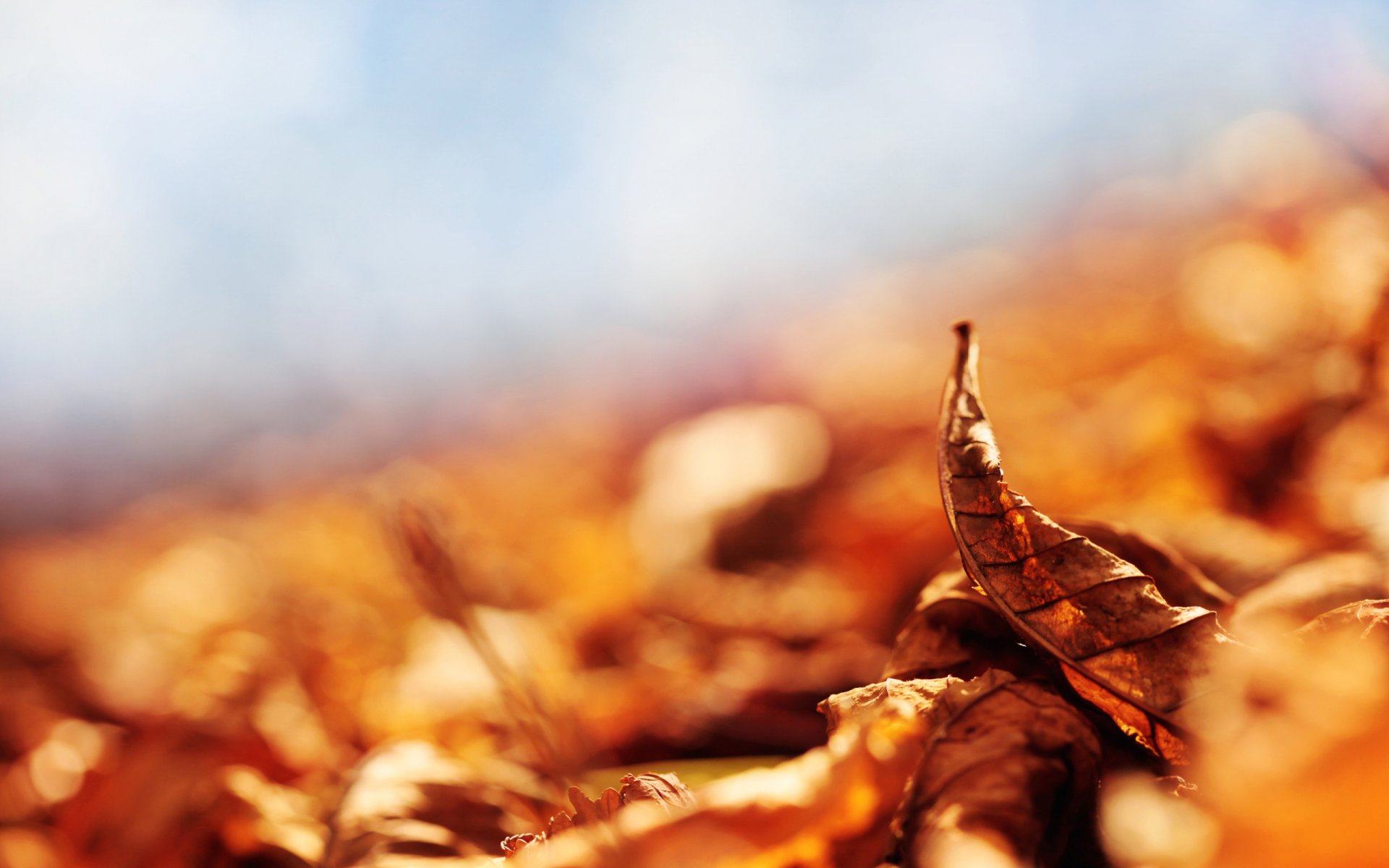 automne feuille jaune