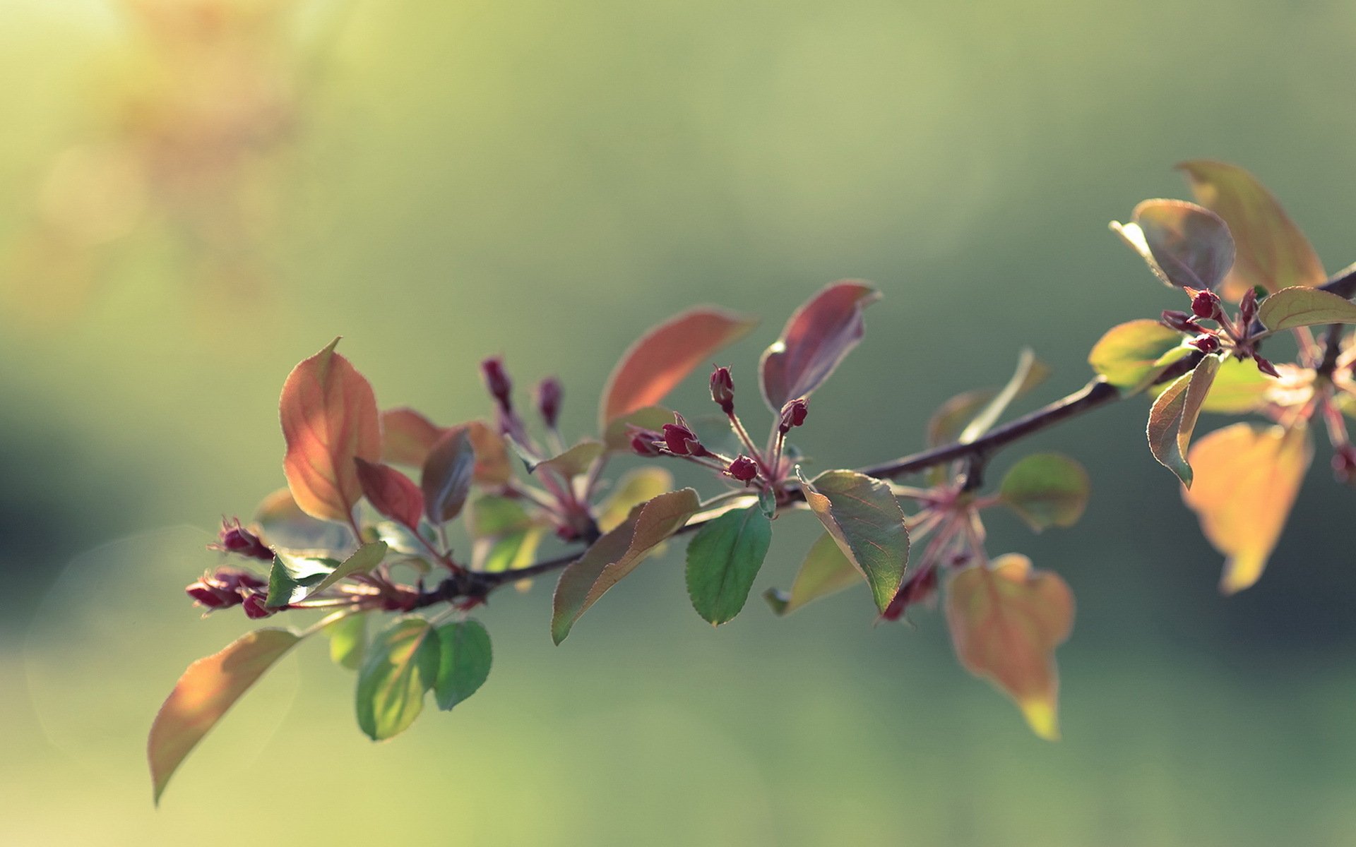 pring bud apple flower