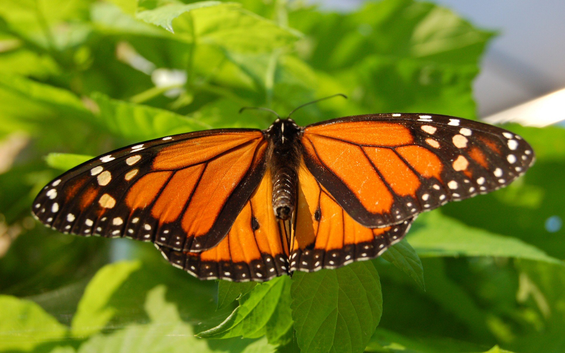 butterfly foliage summer