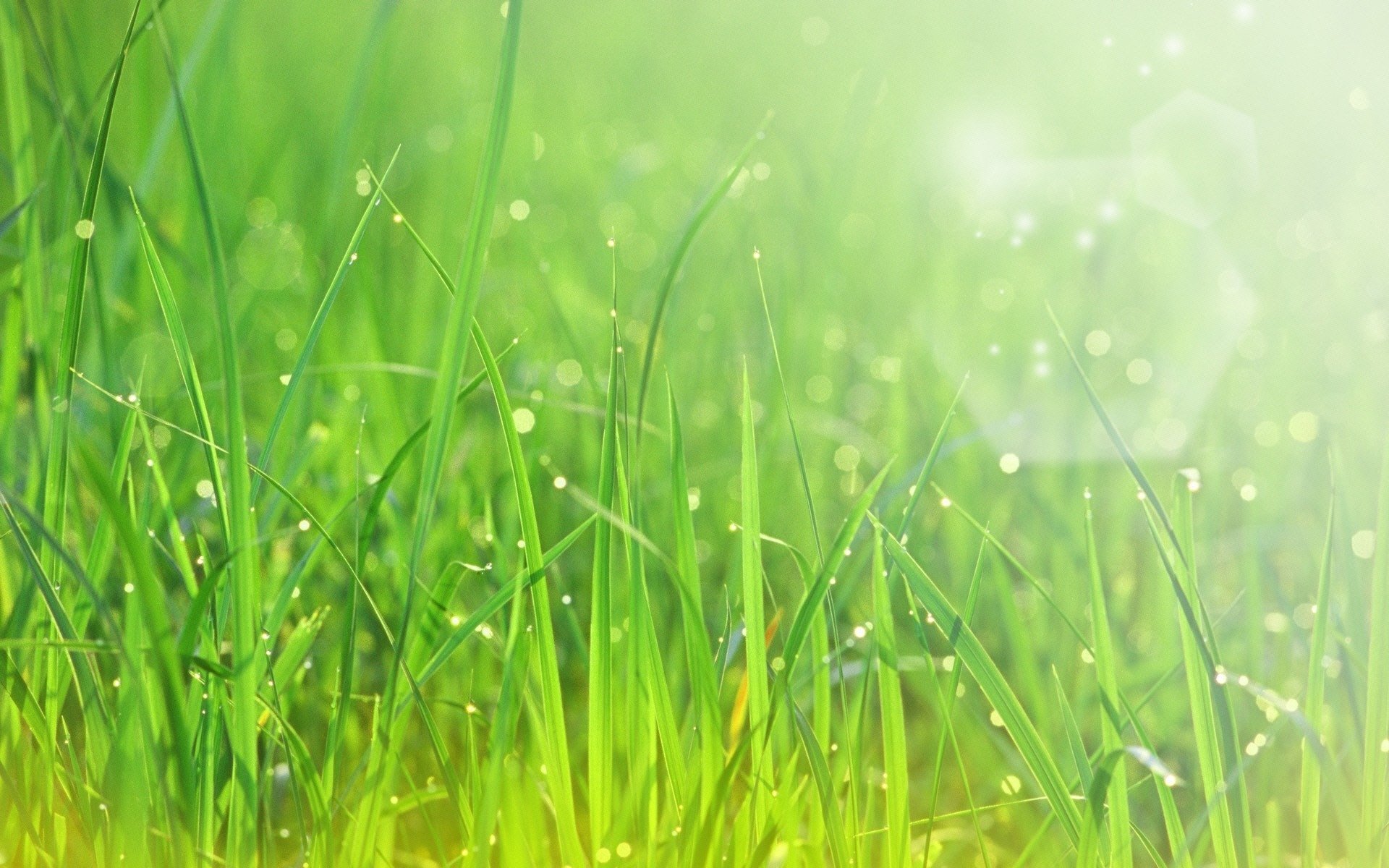 gros plan herbe verdure fraîcheur gouttes rosée rayons soleil