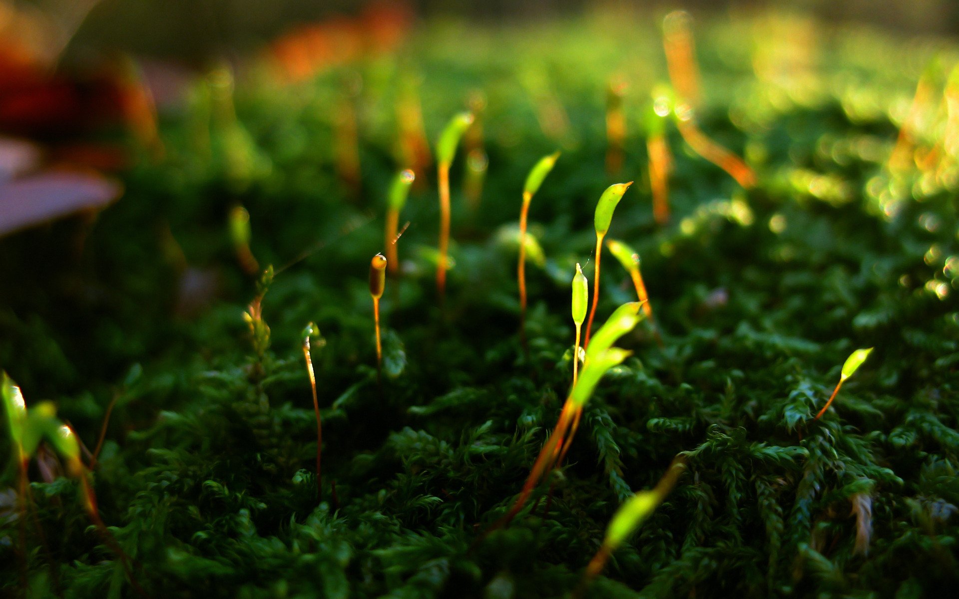 musgo planta.brotes vida renacimiento