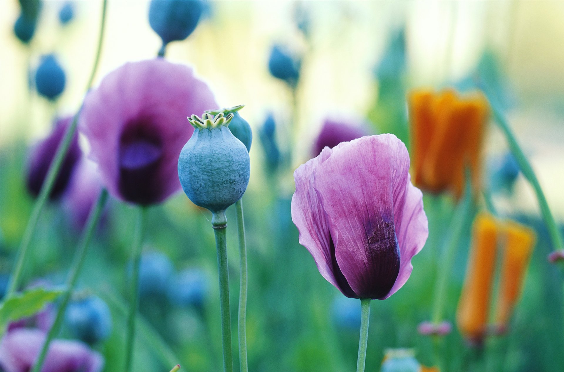 coquelicots champ fraîcheur herbe multicolore beau fond d écran