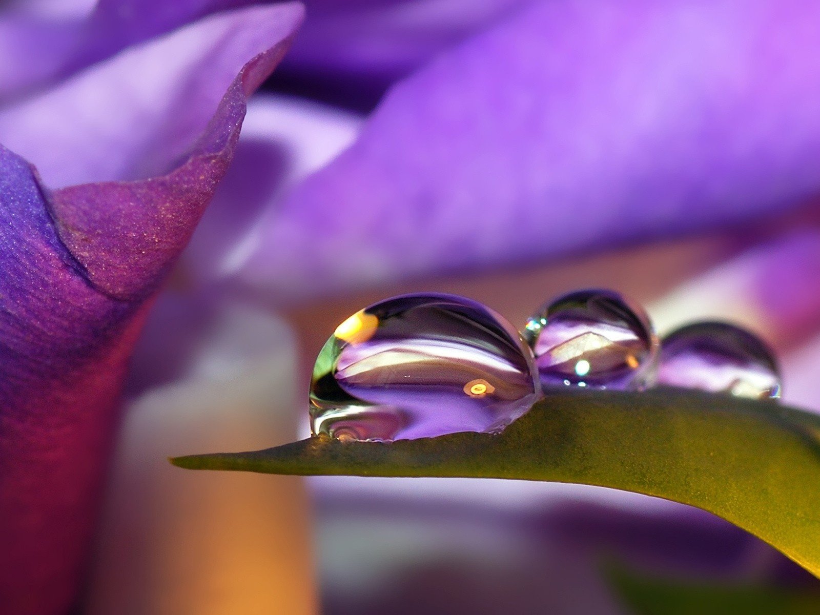 drops flower nature reflection