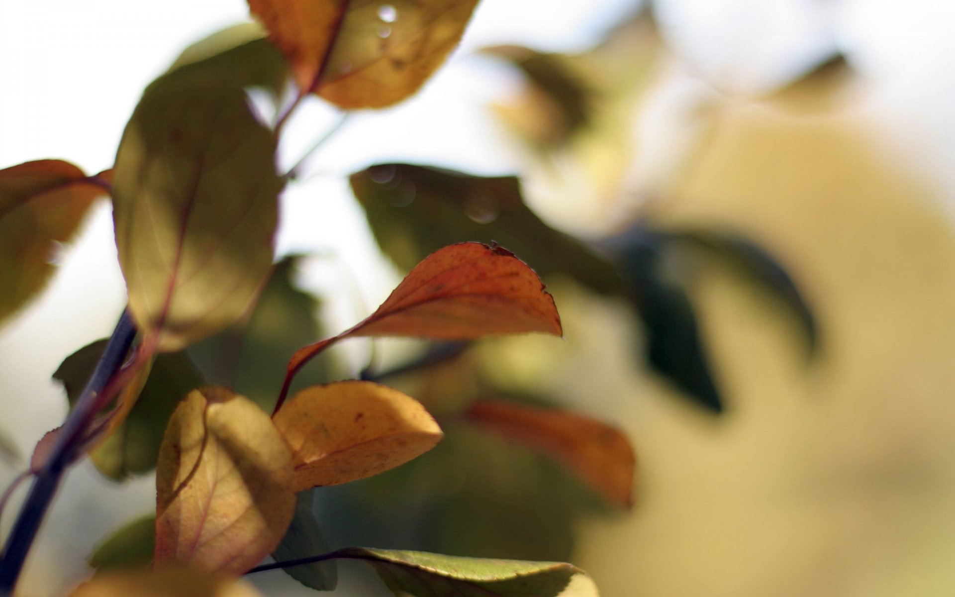 arbre nature feuilles branches