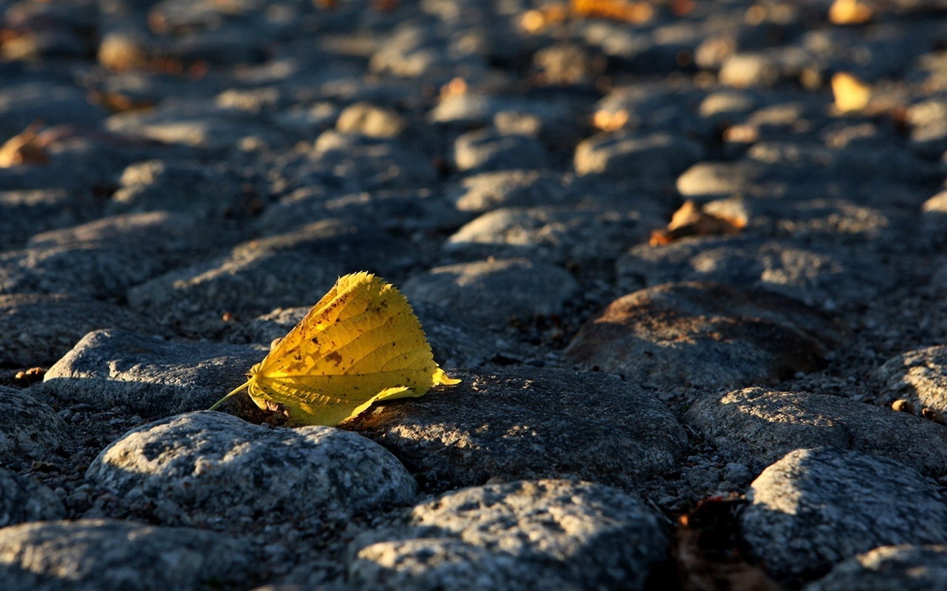 foglia autunno ciottoli pavimentazione