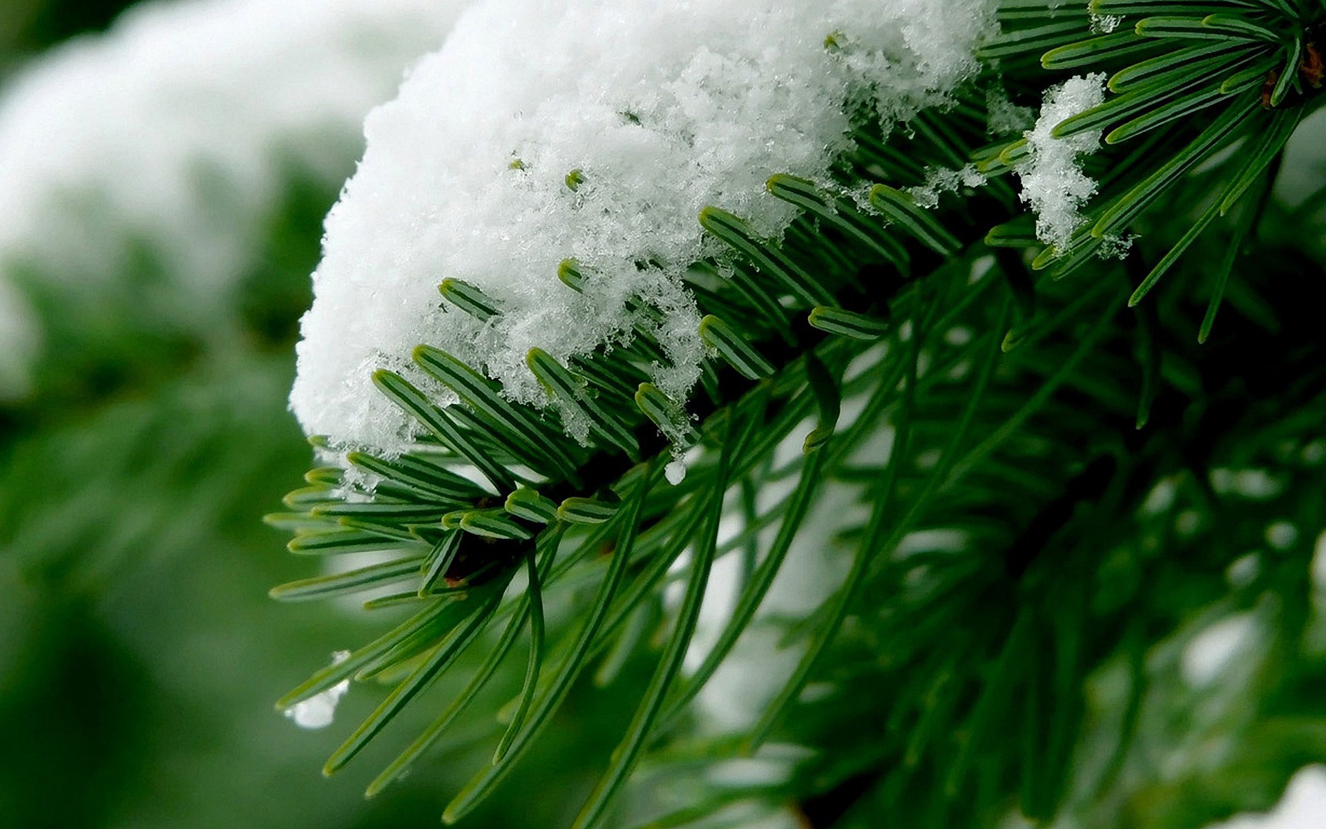 bosque agujas de pino rama nieve invierno macro