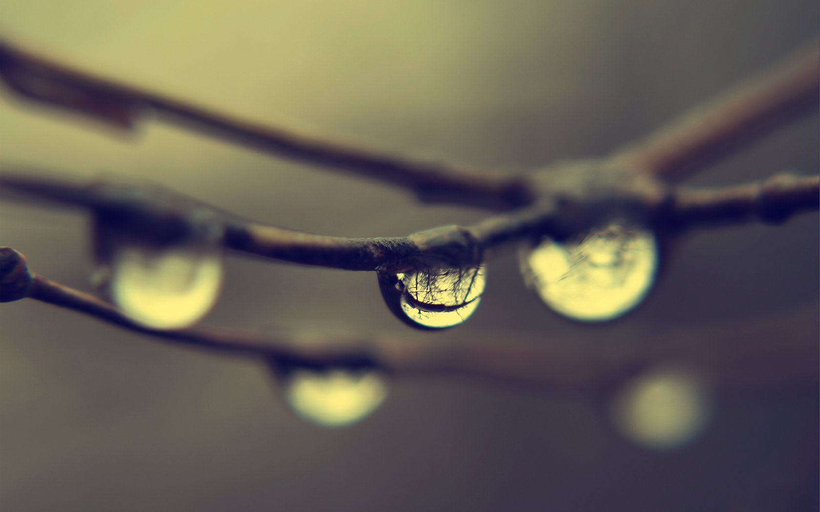 branches pluie gouttes réflexion