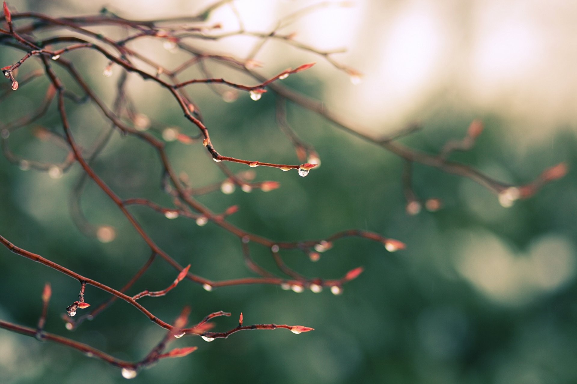 branch drops rain green nature reflections close up