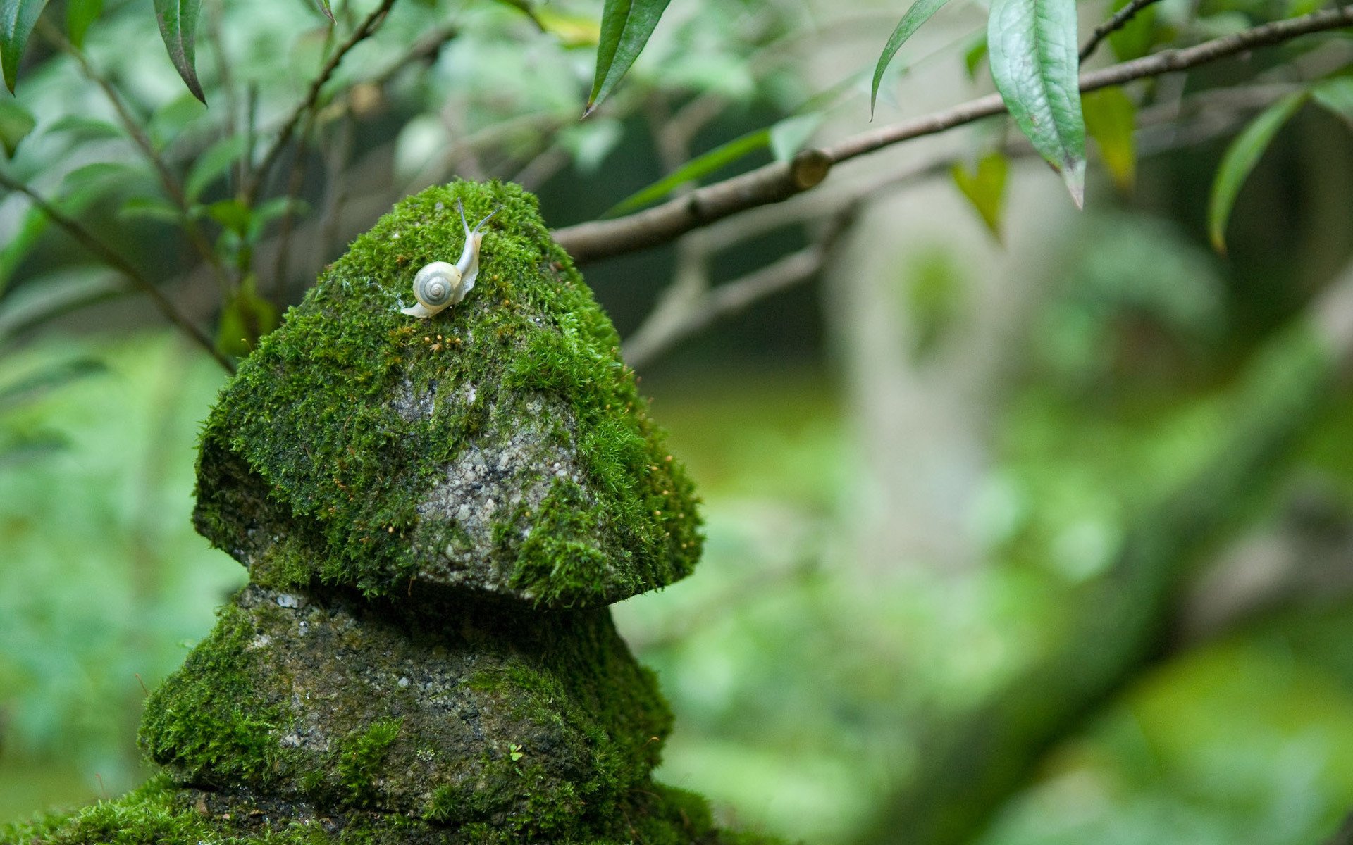 caracol musgo piedras