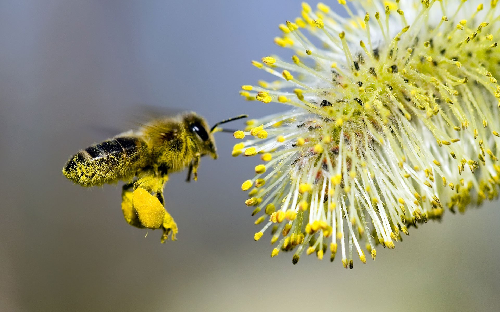 bee pollination flower