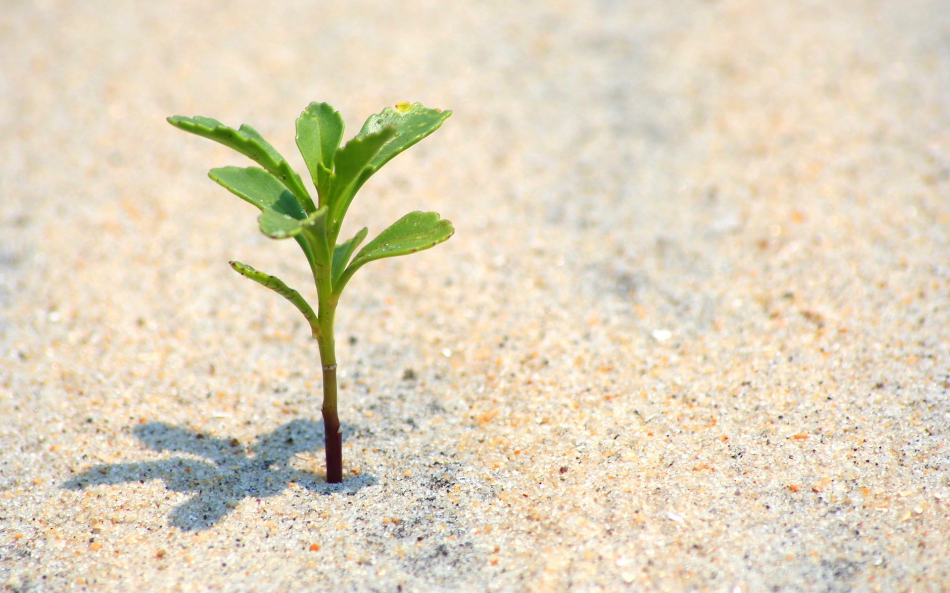 gros plan plage sable rastock plante vie nature vivant seul feuilles sables