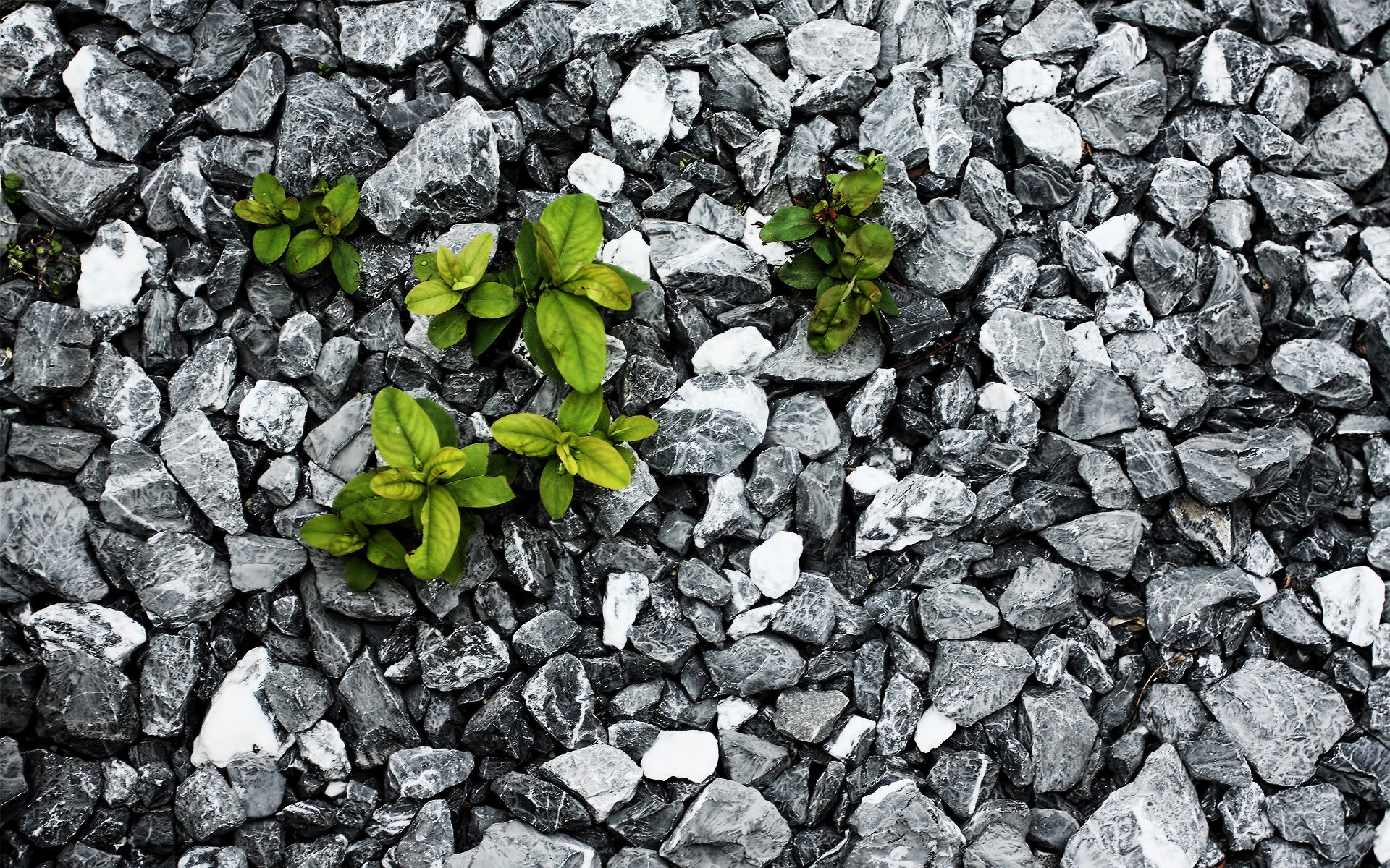 piedras planta hojas lucha supervivencia