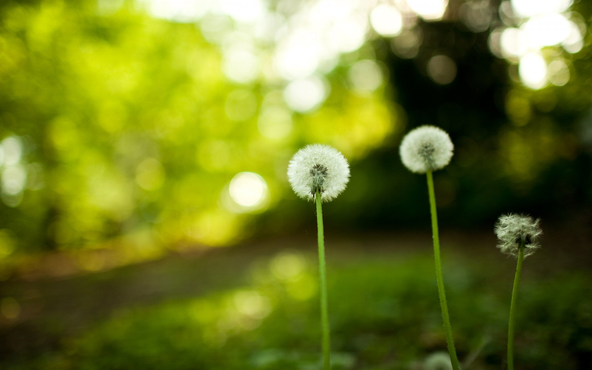 dandelions nature flower