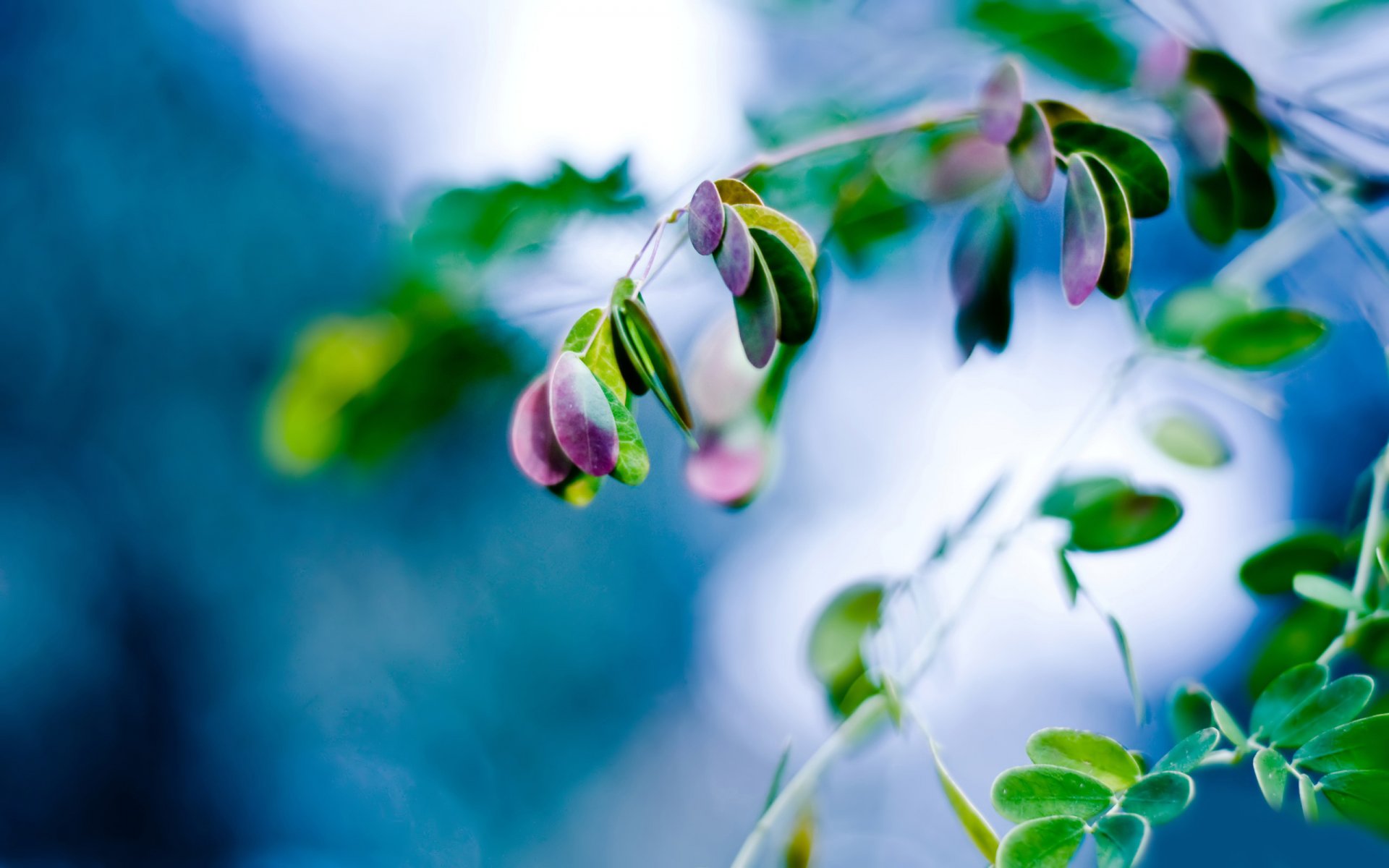 plante branche feuilles gros plan