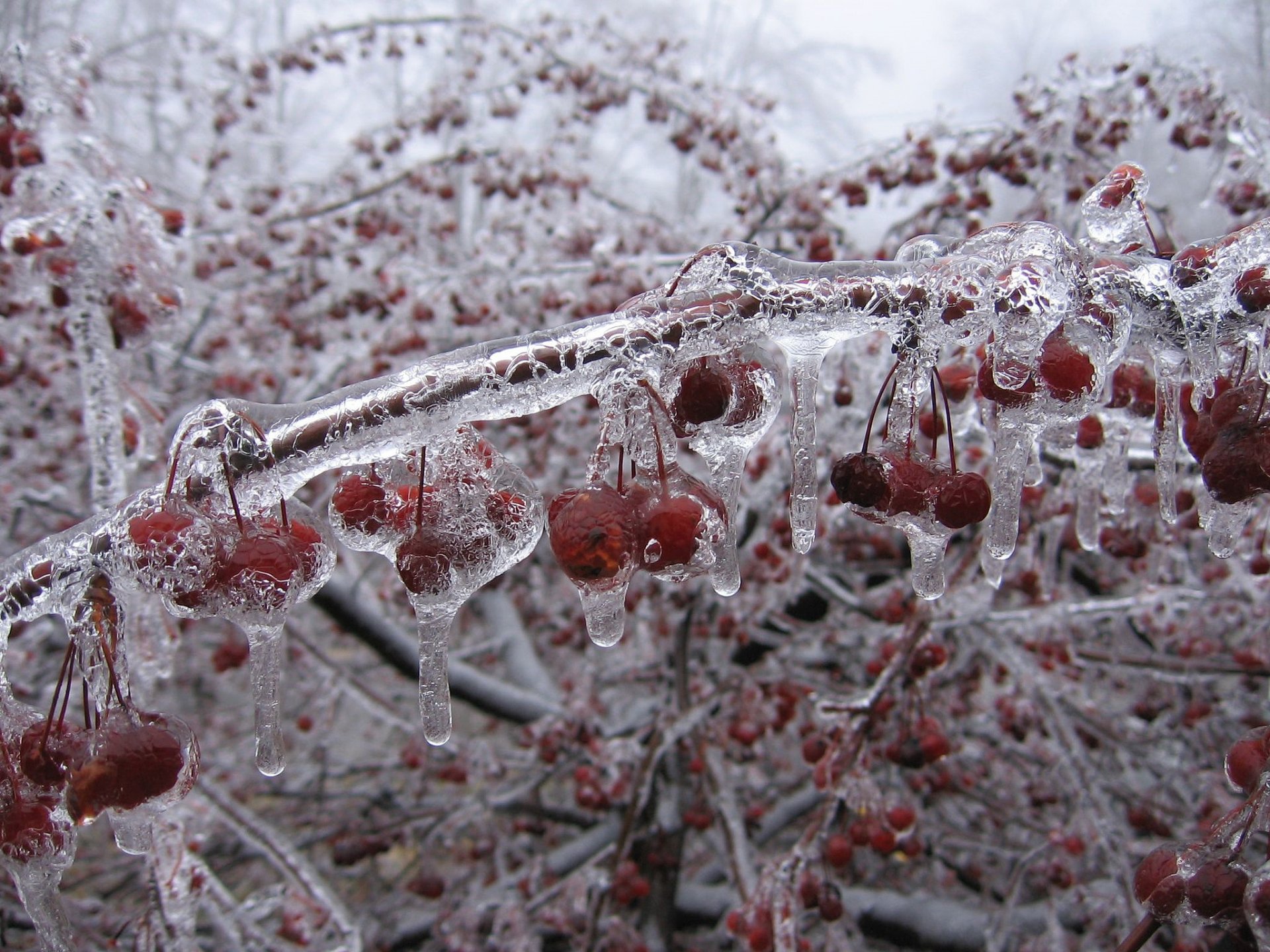 winter kirschen eis