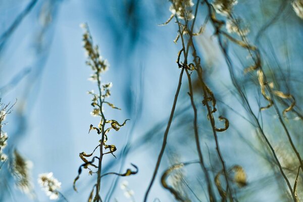 Grass on a blue background