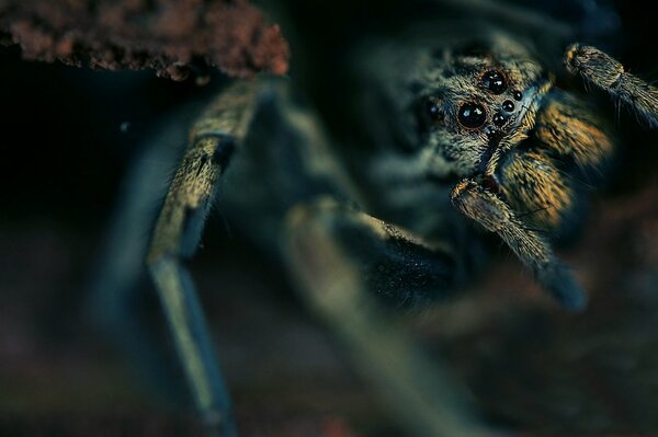 Makro Spinne wartet auf Beute