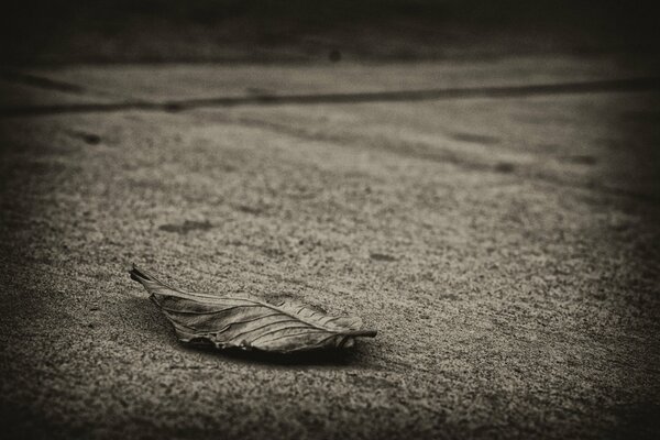 Ein trockenes Blatt liegt auf grauem Asphalt