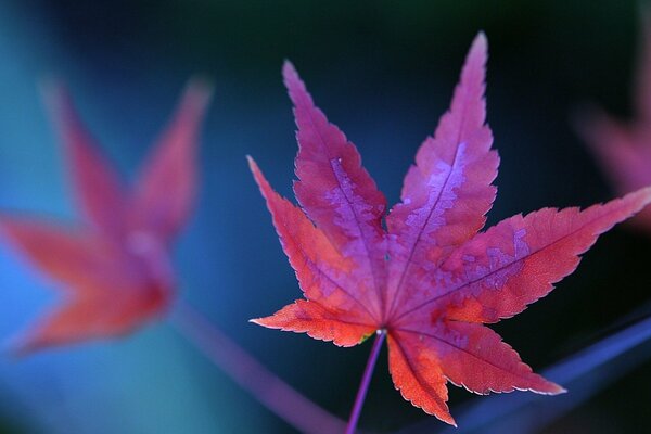 Red cannabis leaf close-up