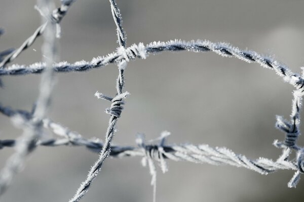 Stacheldraht erschreckt durch seine nicht-stumpfen Eigenschaften