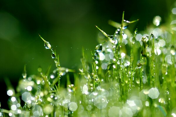 Photo approximative de gouttes de rosée sur l herbe verte