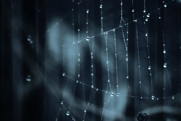 Macro spiderweb in the forest on a branch