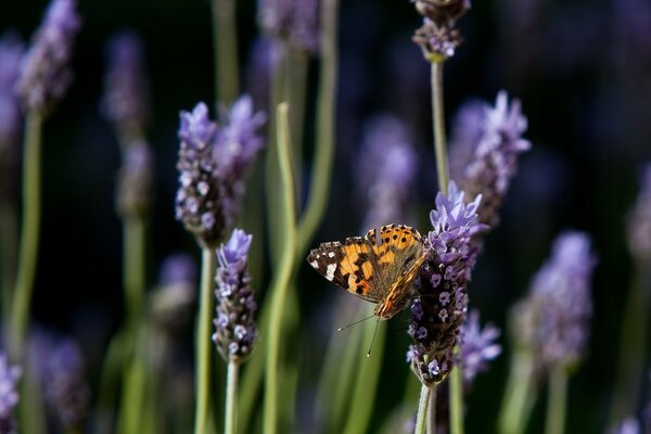 Lavendelblüten mit Schmetterling