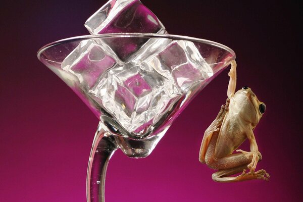 A frog hanging on an ice glass