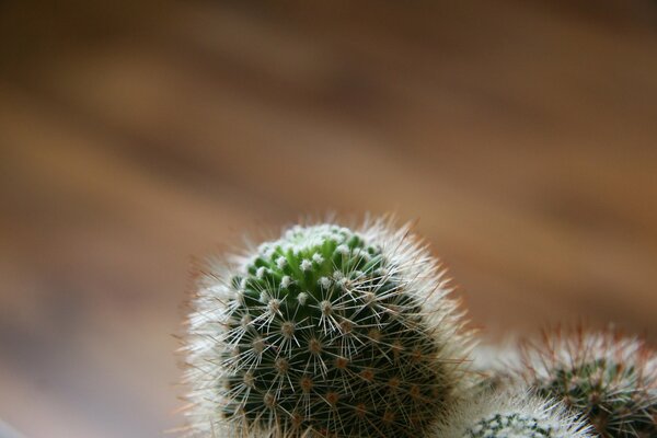 Épines de cactus sur fond flou