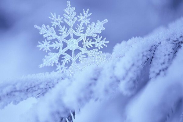 Gros flocon de neige sur une branche d épinette