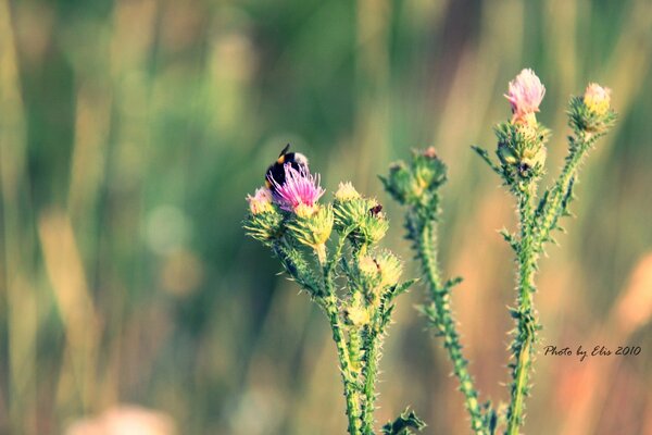 Bumblebee sitting on a burdock flower