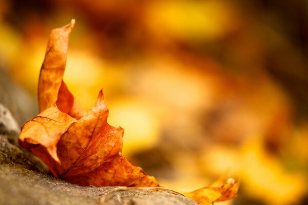 Macro photo of a dried leaf in autumn