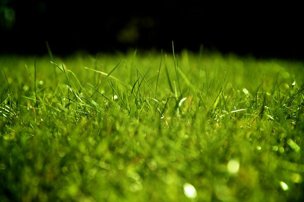 Césped con hierba verde en rocío